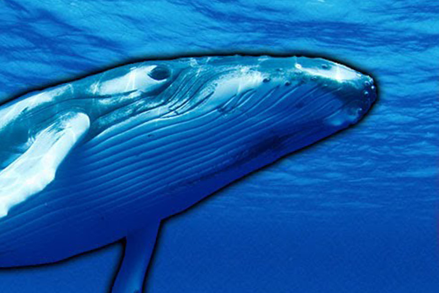 blue whale game